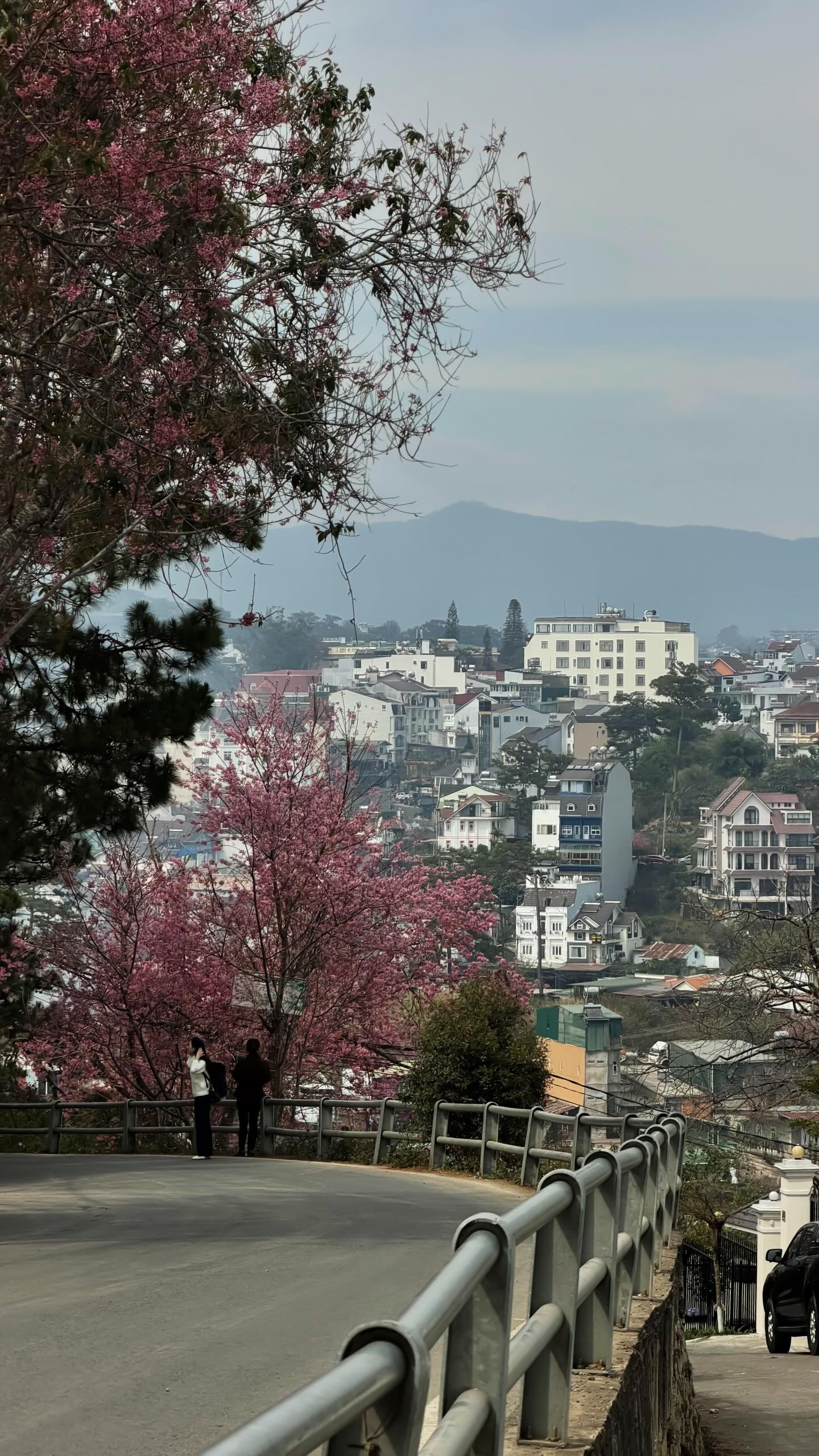 Đang phát điên vì hoa mai anh đào Đà Lạt!- Ảnh 8.