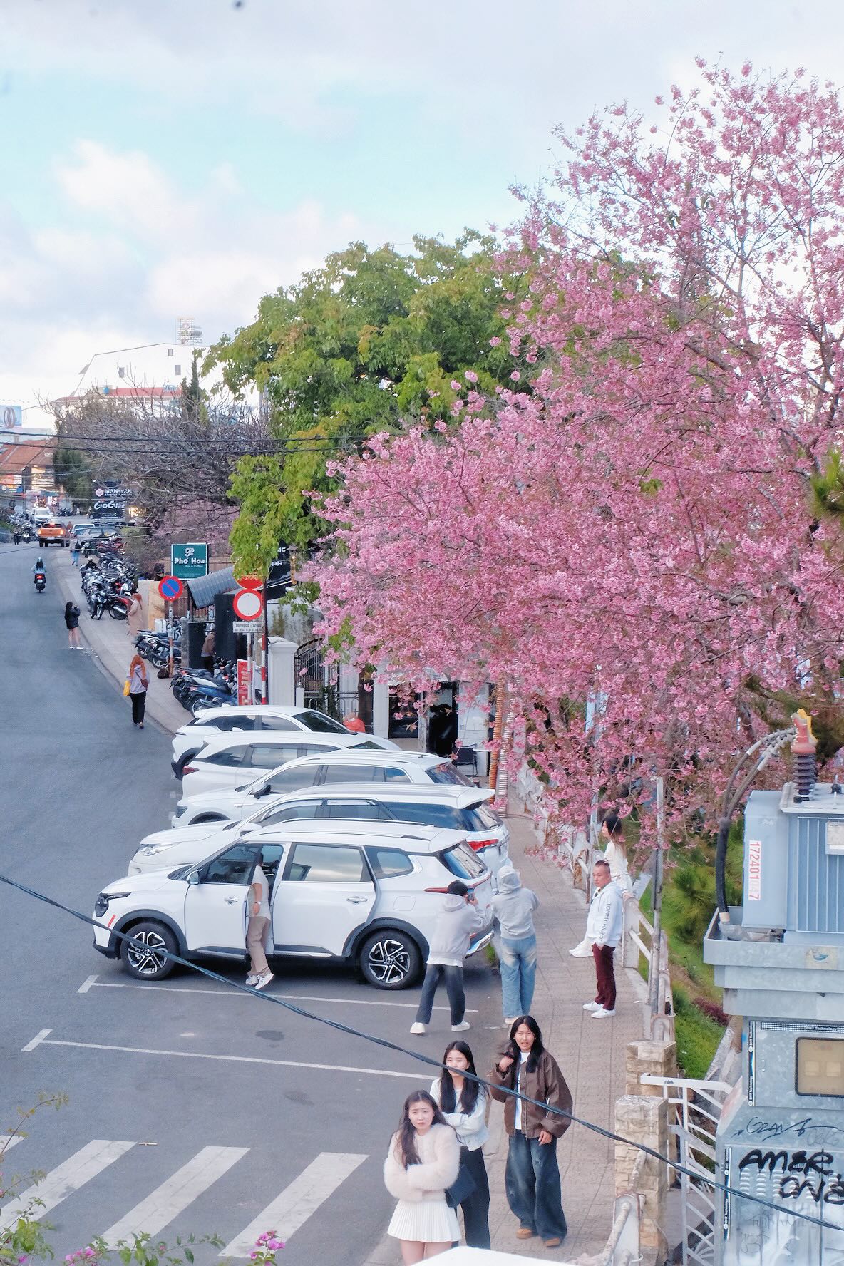 Đang phát điên vì hoa mai anh đào Đà Lạt!- Ảnh 2.
