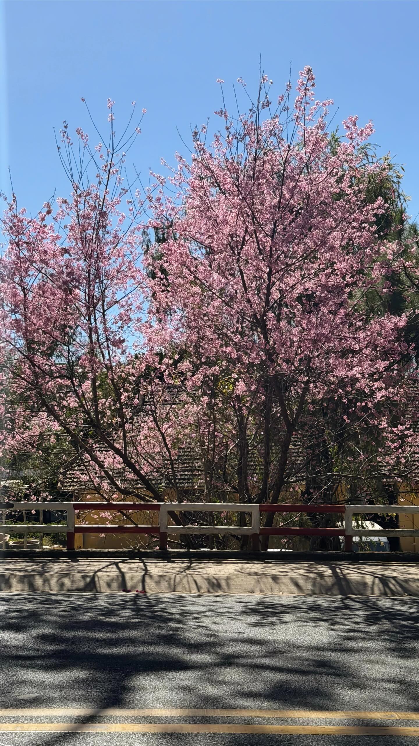 Đang phát điên vì hoa mai anh đào Đà Lạt!- Ảnh 6.