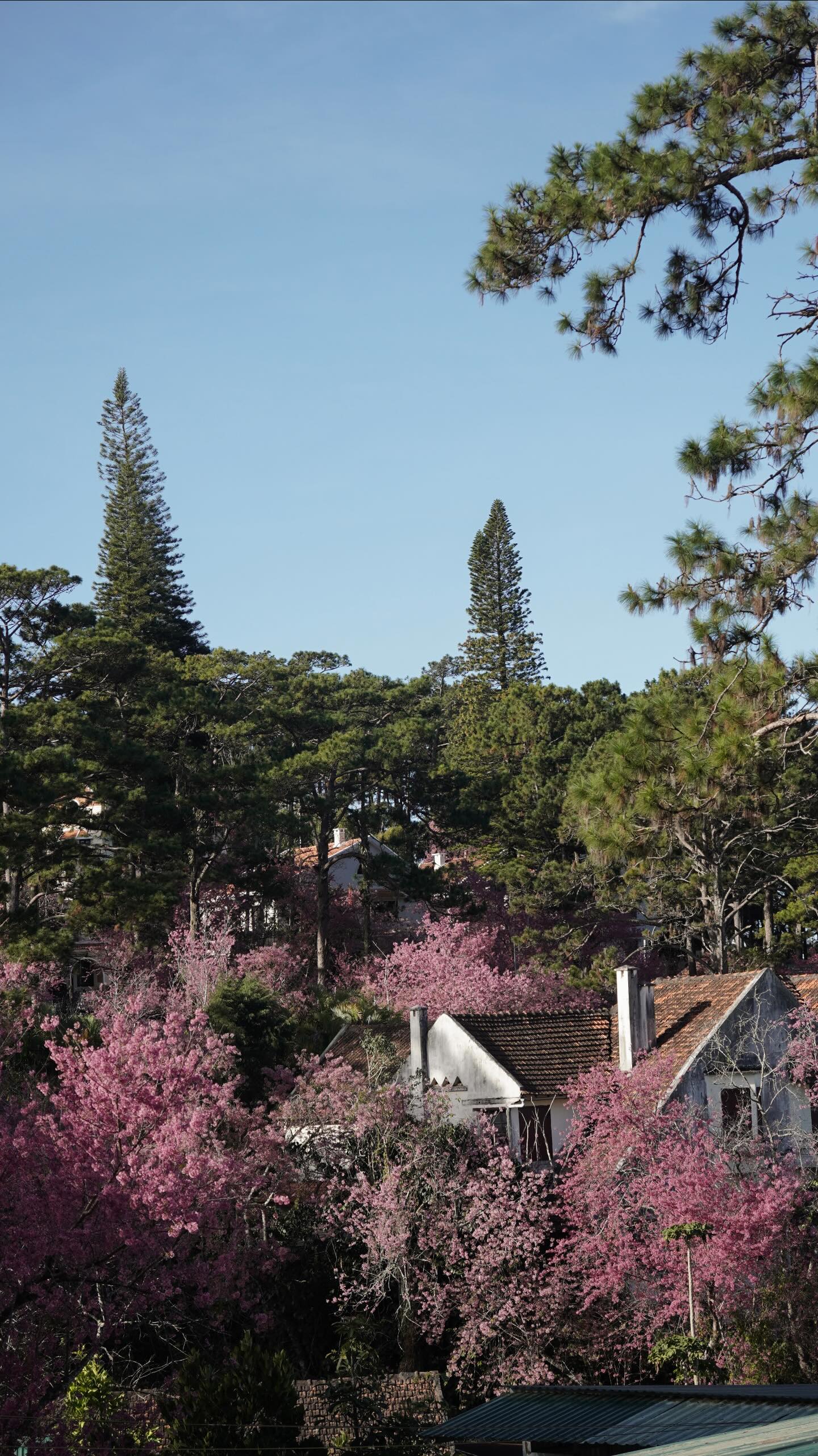 Đang phát điên vì hoa mai anh đào Đà Lạt!- Ảnh 5.