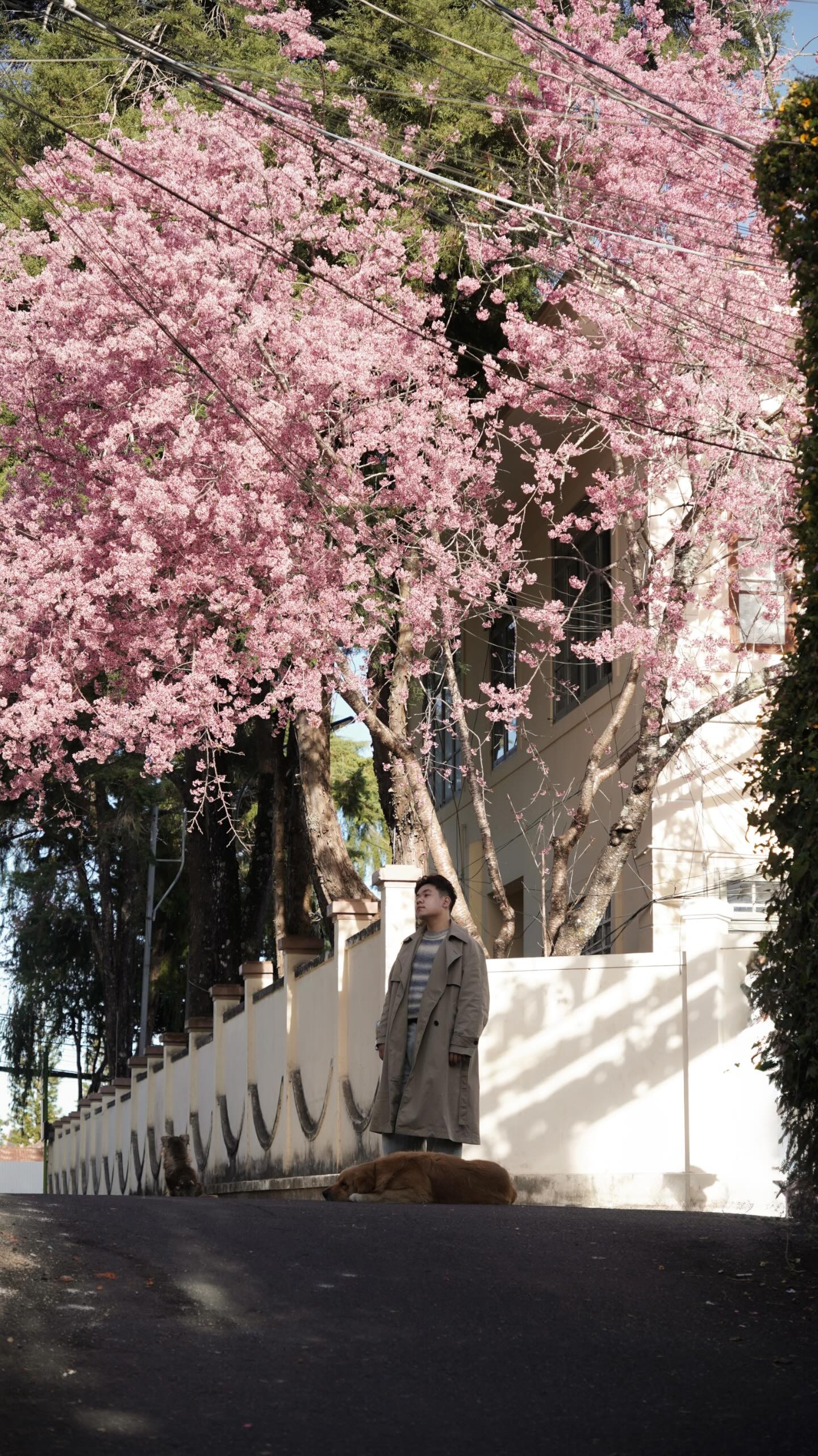 Đang phát điên vì hoa mai anh đào Đà Lạt!- Ảnh 4.