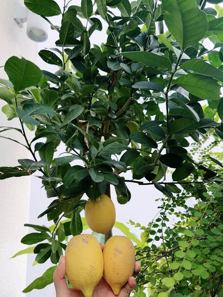 Tết tràn vào biệt thự 1.000m2 của Hoa hậu “34 năm không có người kế vị”- Ảnh 5.