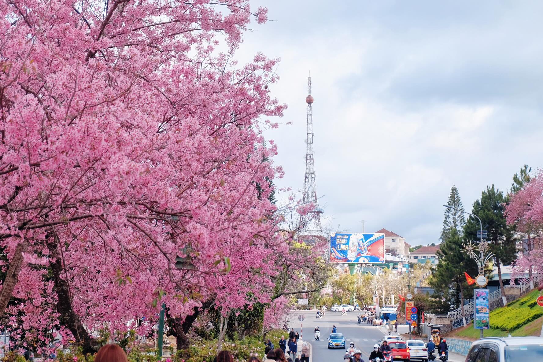 Đang phát điên vì hoa mai anh đào Đà Lạt!- Ảnh 1.