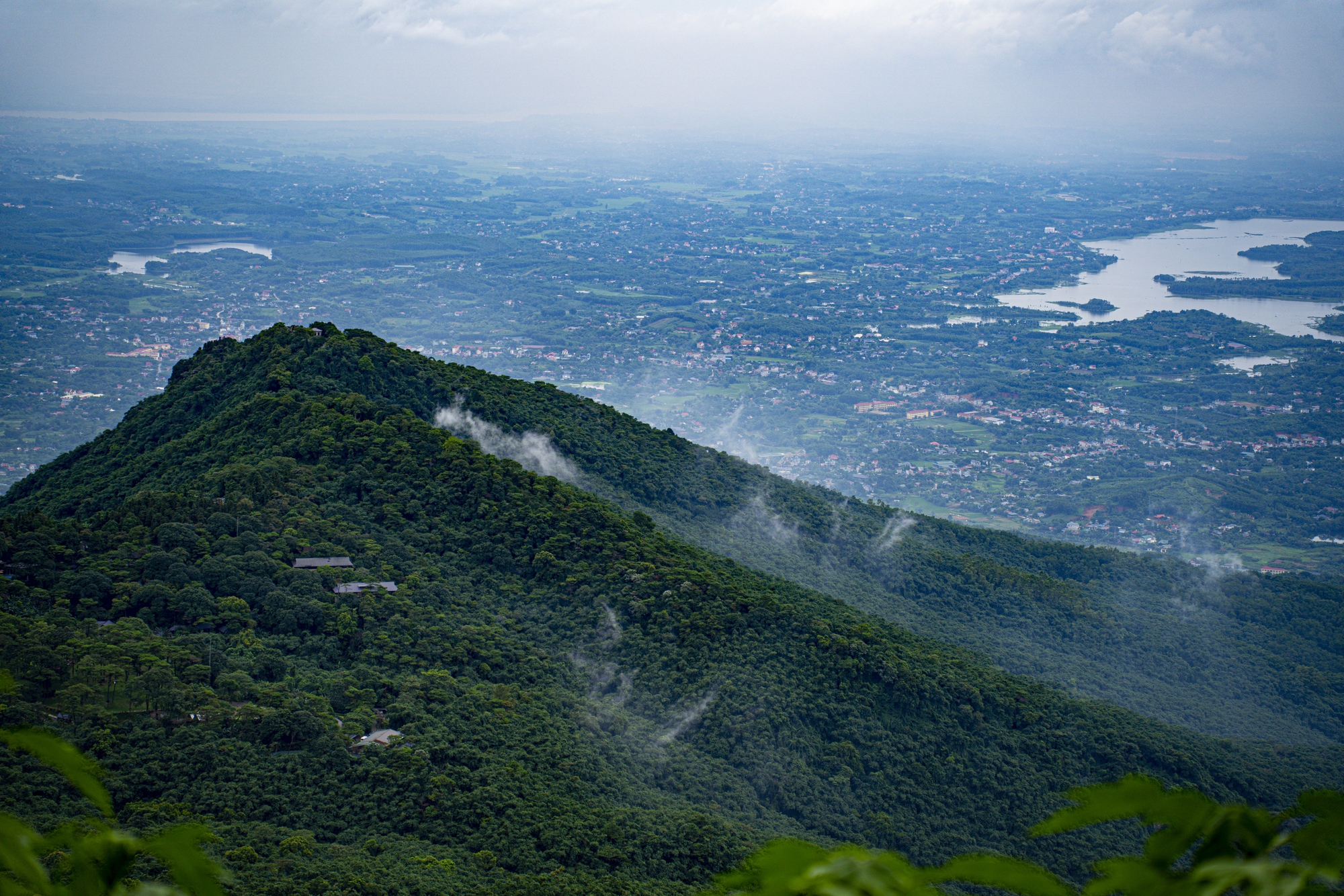 THACO của tỷ phú Trần Bá Dương muốn đầu tư vùng trồng sâm Ngọc Linh và dược liệu quy mô 3.500 ha - Ảnh 1.