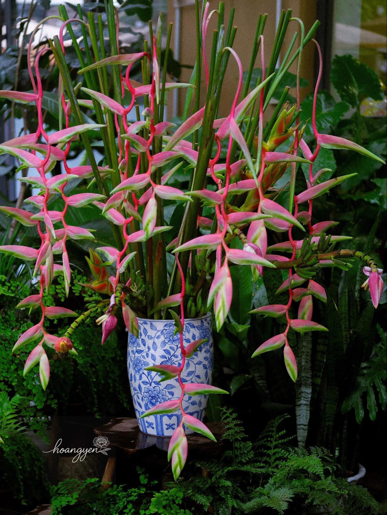 Có một loại hoa chơi được đến 2 tháng, chụp ảnh với áo dài thì xinh hết nấc - Ảnh 3.