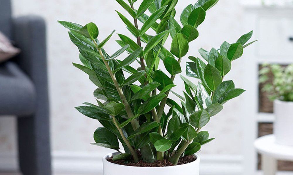 3 loại cây nên đặt trong nhà năm Bính Ngọ- Ảnh 1.