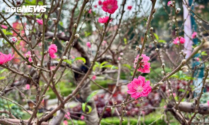 "Cụ" đào trăm năm tuổi, giá thuê 120 triệu đồng giữa phố Hà Nội- Ảnh 10.