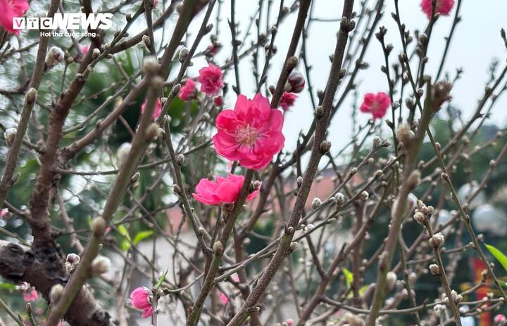 "Cụ" đào trăm năm tuổi, giá thuê 120 triệu đồng giữa phố Hà Nội- Ảnh 12.