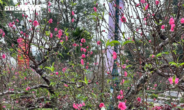 "Cụ" đào trăm năm tuổi, giá thuê 120 triệu đồng giữa phố Hà Nội- Ảnh 11.