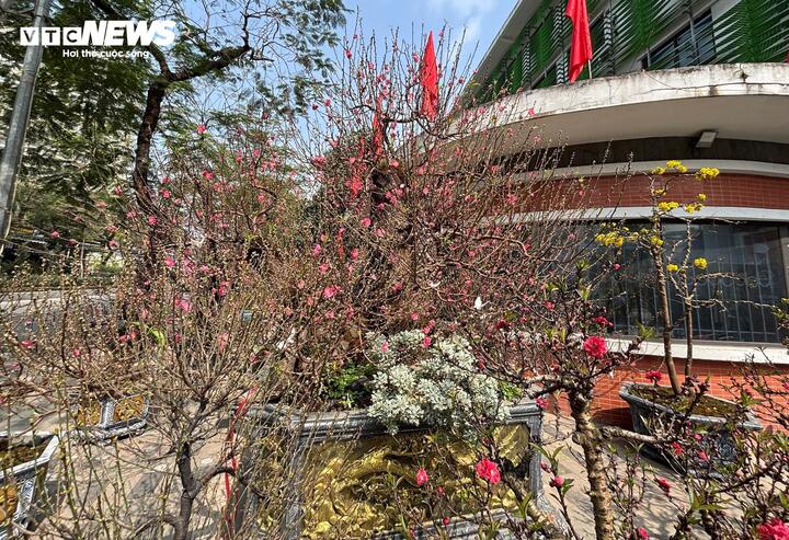 "Cụ" đào trăm năm tuổi, giá thuê 120 triệu đồng giữa phố Hà Nội- Ảnh 1.