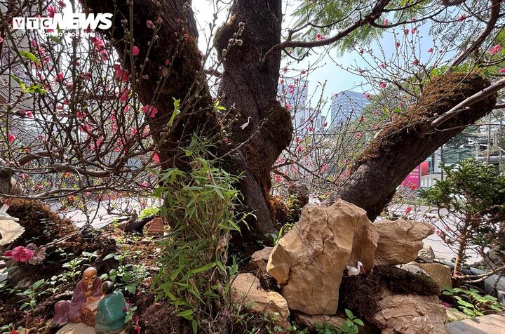 "Cụ" đào trăm năm tuổi, giá thuê 120 triệu đồng giữa phố Hà Nội- Ảnh 2.