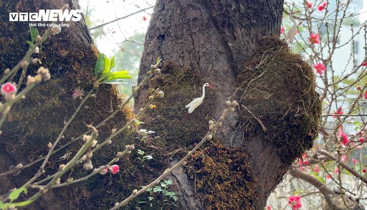 "Cụ" đào trăm năm tuổi, giá thuê 120 triệu đồng giữa phố Hà Nội- Ảnh 5.