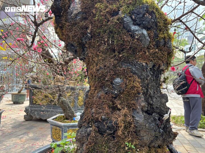 "Cụ" đào trăm năm tuổi, giá thuê 120 triệu đồng giữa phố Hà Nội- Ảnh 6.