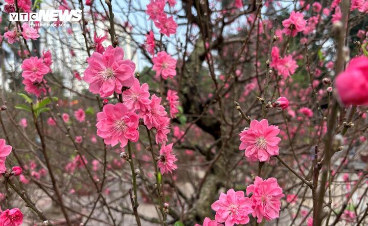 "Cụ" đào trăm năm tuổi, giá thuê 120 triệu đồng giữa phố Hà Nội- Ảnh 7.