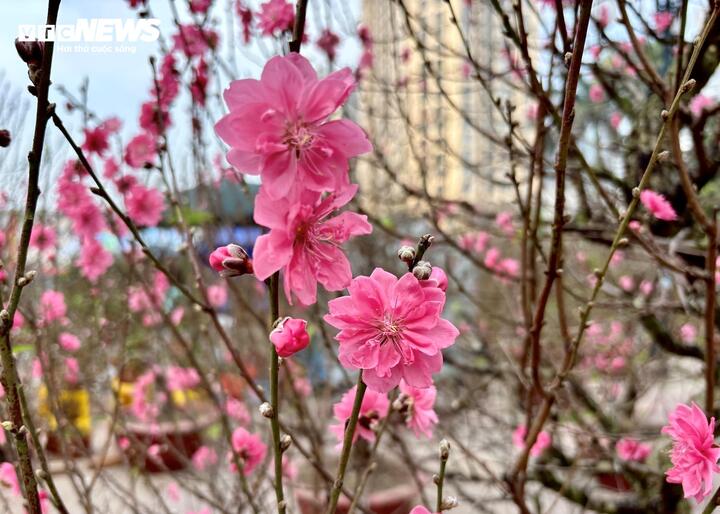 "Cụ" đào trăm năm tuổi, giá thuê 120 triệu đồng giữa phố Hà Nội- Ảnh 8.