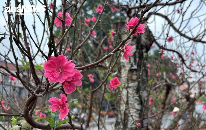 "Cụ" đào trăm năm tuổi, giá thuê 120 triệu đồng giữa phố Hà Nội- Ảnh 9.