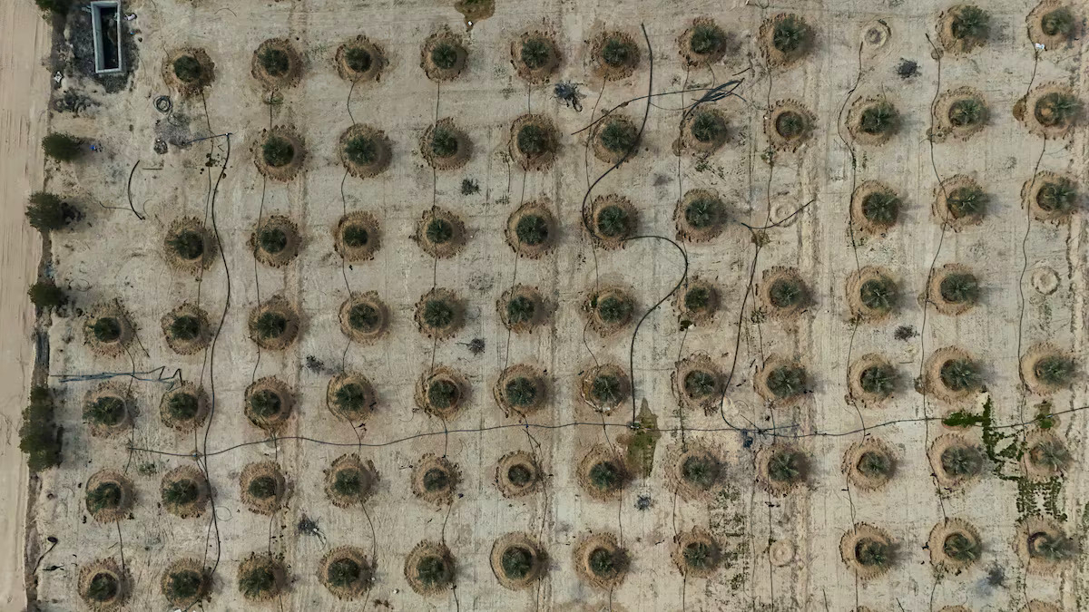 Iraq đang huấn luyện "vàng sa mạc" thành loại siêu chịu đựng - Ảnh 1.