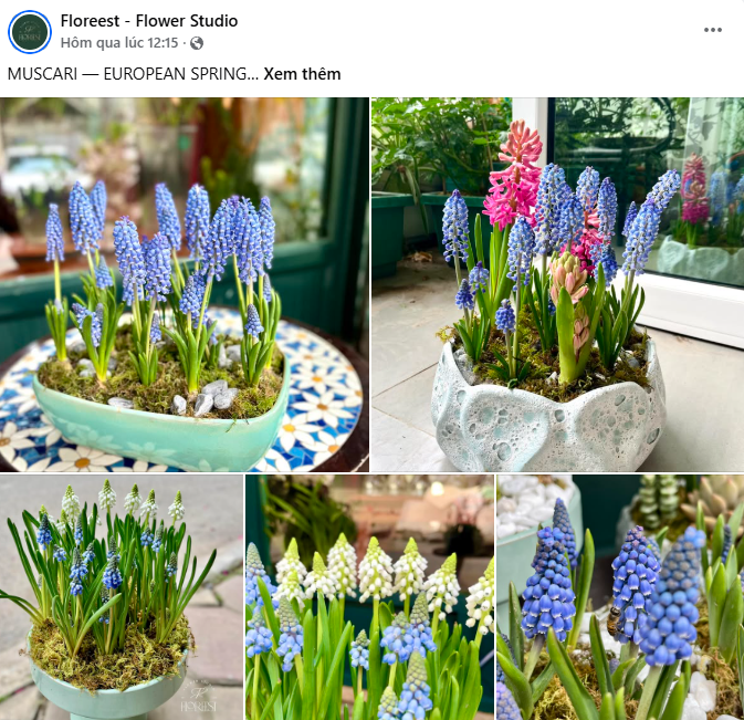 Loài hoa đang được chị em Hà Nội săn lùng dịp Tết: Giá chỉ bằng bát phở mà sang chảnh như trời Tây, đặt đâu cũng thấy lộc về- Ảnh 8.