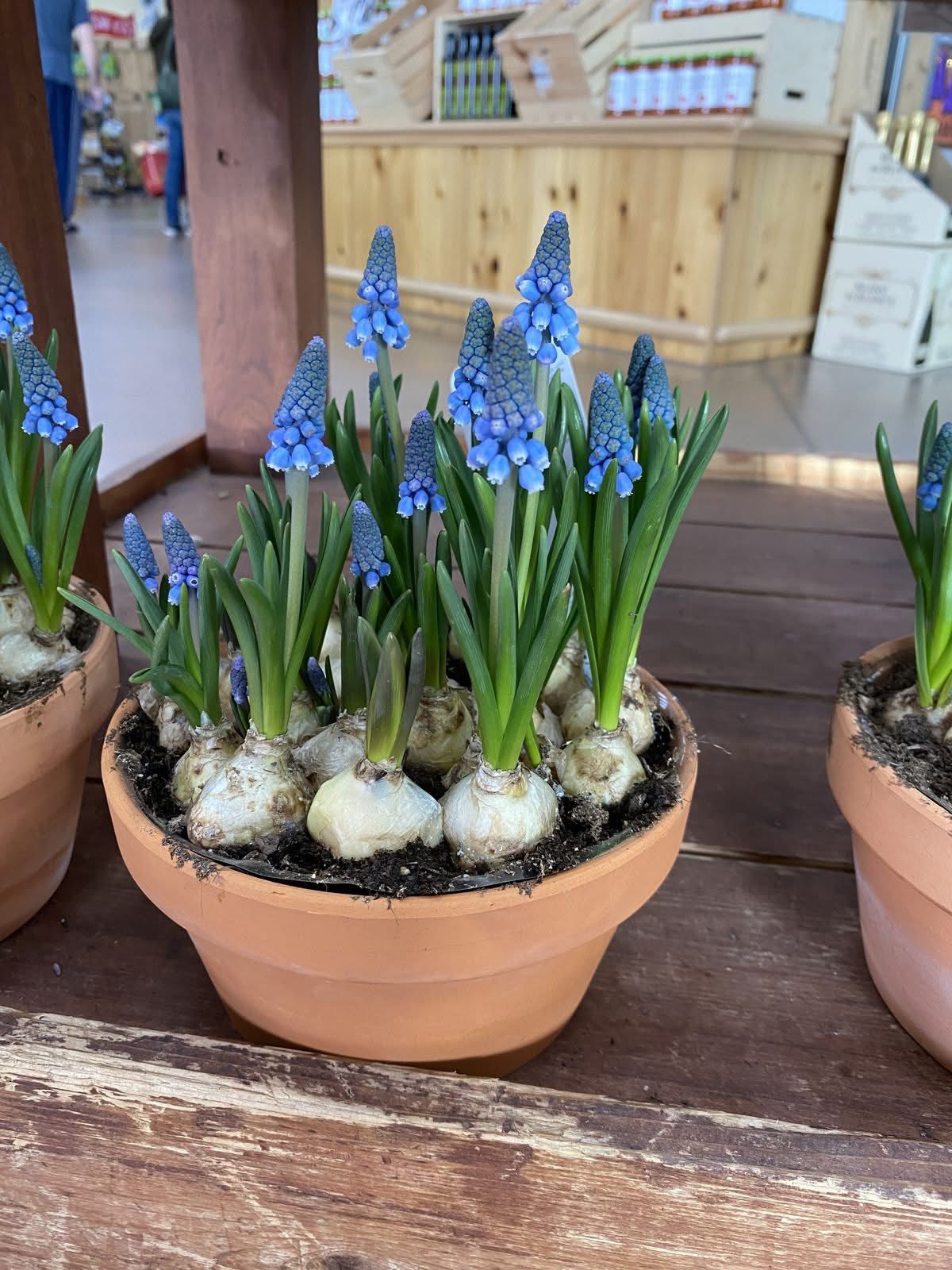 Loài hoa đang được chị em Hà Nội săn lùng dịp Tết: Giá chỉ bằng bát phở mà sang chảnh như trời Tây, đặt đâu cũng thấy lộc về- Ảnh 7.