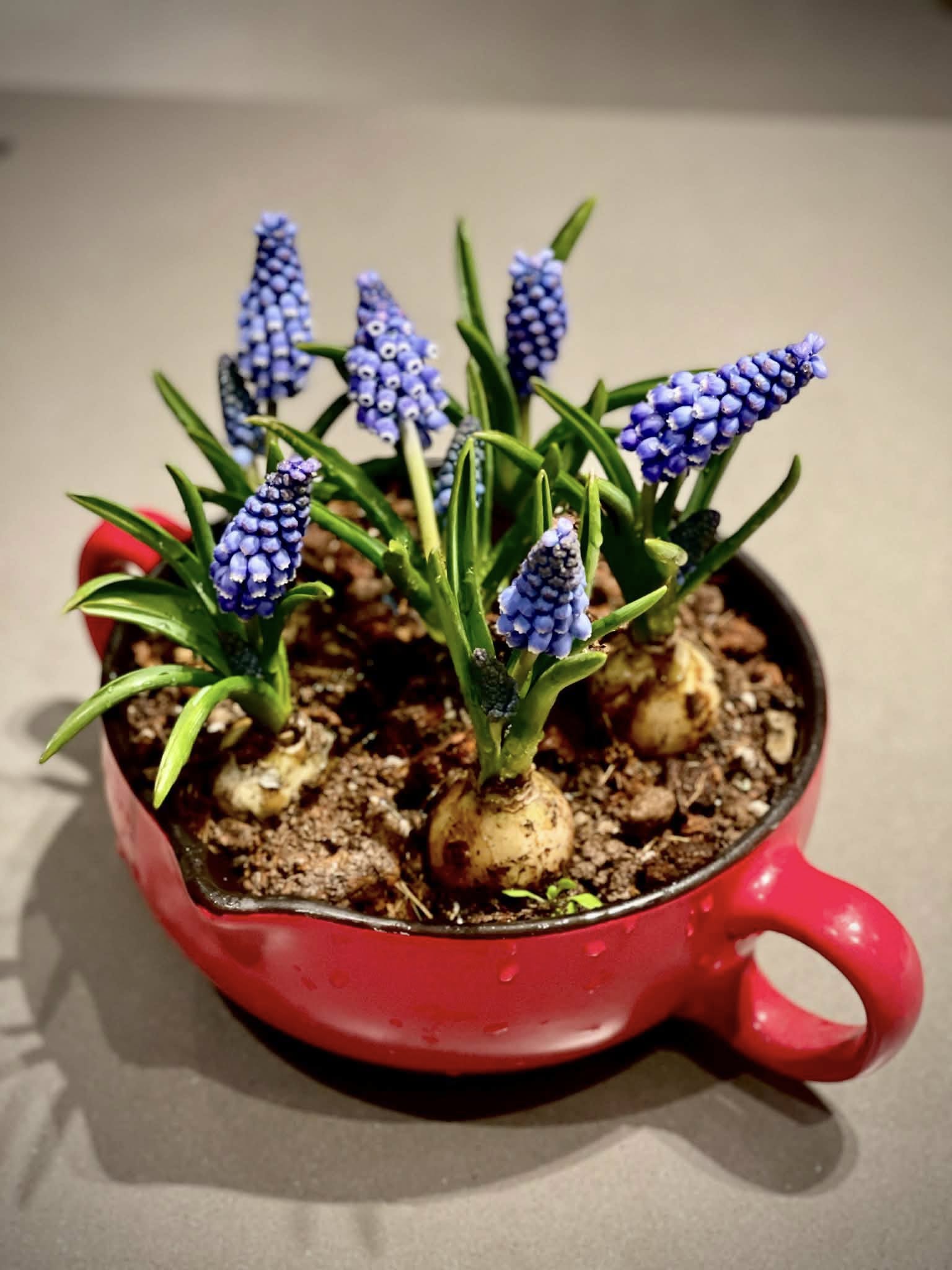 Loài hoa đang được chị em Hà Nội săn lùng dịp Tết: Giá chỉ bằng bát phở mà sang chảnh như trời Tây, đặt đâu cũng thấy lộc về- Ảnh 10.