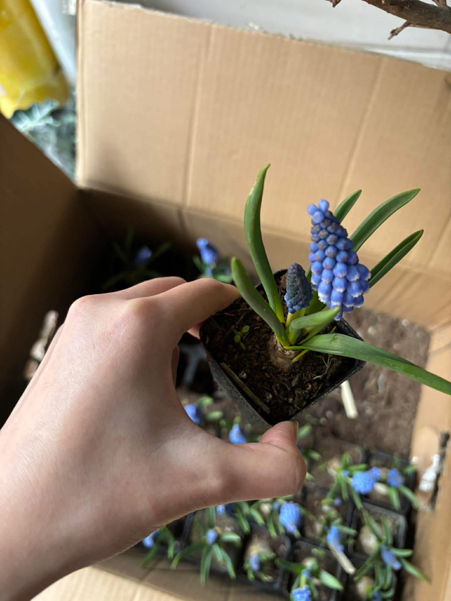 Loài hoa đang được chị em Hà Nội săn lùng dịp Tết: Giá chỉ bằng bát phở mà sang chảnh như trời Tây, đặt đâu cũng thấy lộc về- Ảnh 11.