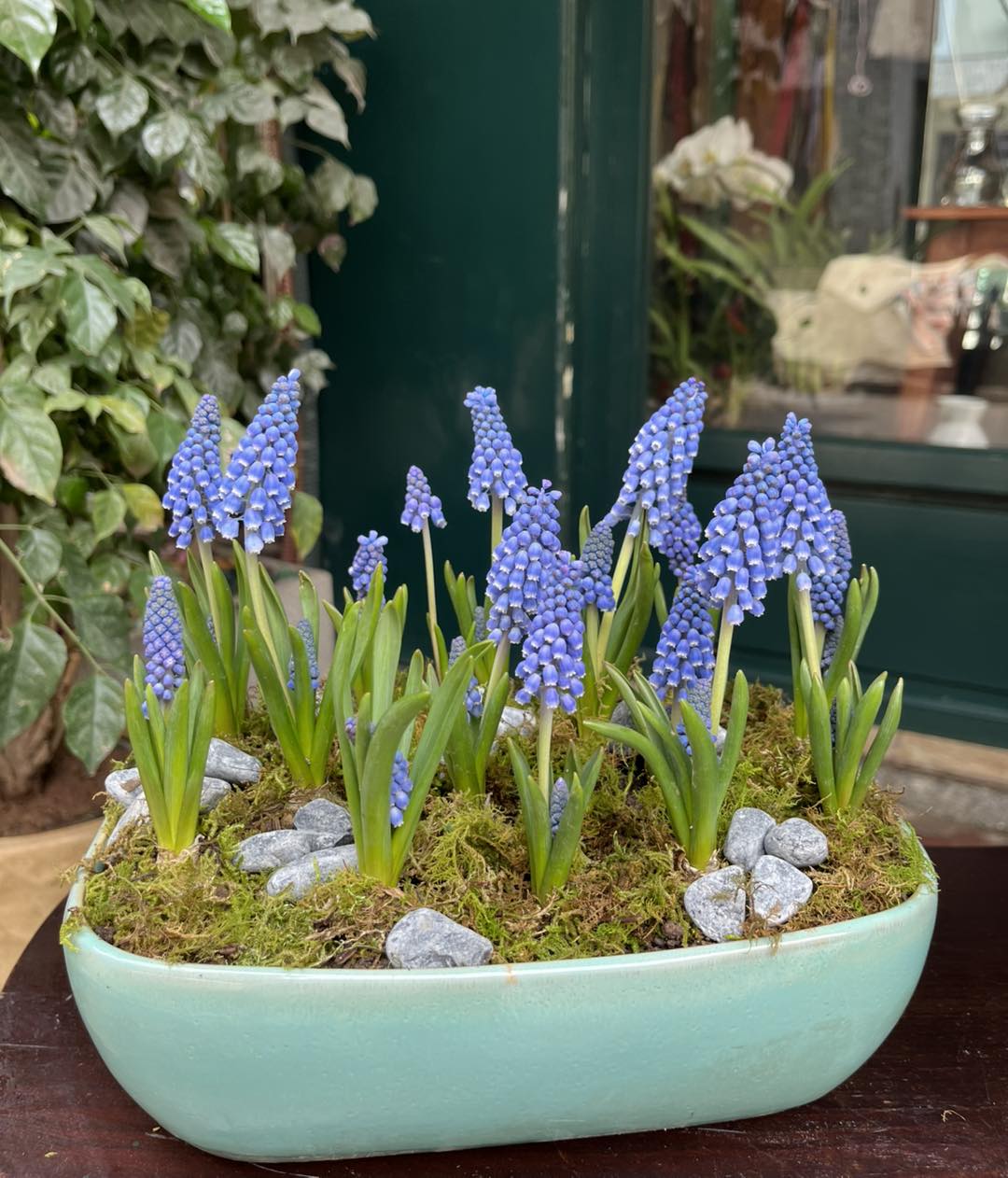 Loài hoa đang được chị em Hà Nội săn lùng dịp Tết: Giá chỉ bằng bát phở mà sang chảnh như trời Tây, đặt đâu cũng thấy lộc về- Ảnh 4.