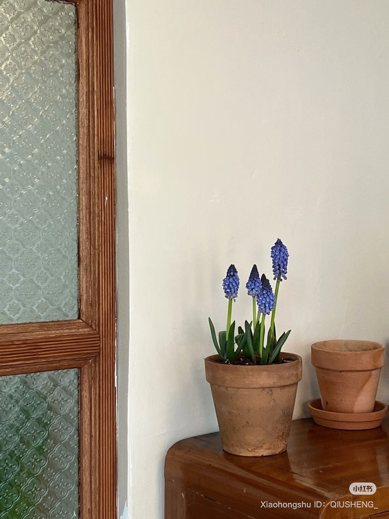 Loài hoa đang được chị em Hà Nội săn lùng dịp Tết: Giá chỉ bằng bát phở mà sang chảnh như trời Tây, đặt đâu cũng thấy lộc về- Ảnh 12.