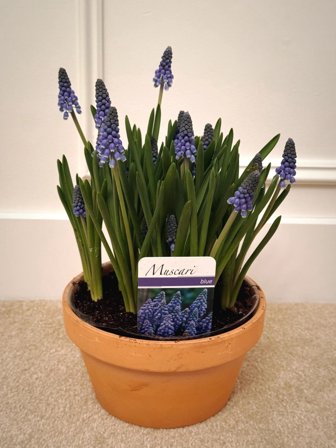 Loài hoa đang được chị em Hà Nội săn lùng dịp Tết: Giá chỉ bằng bát phở mà sang chảnh như trời Tây, đặt đâu cũng thấy lộc về- Ảnh 20.