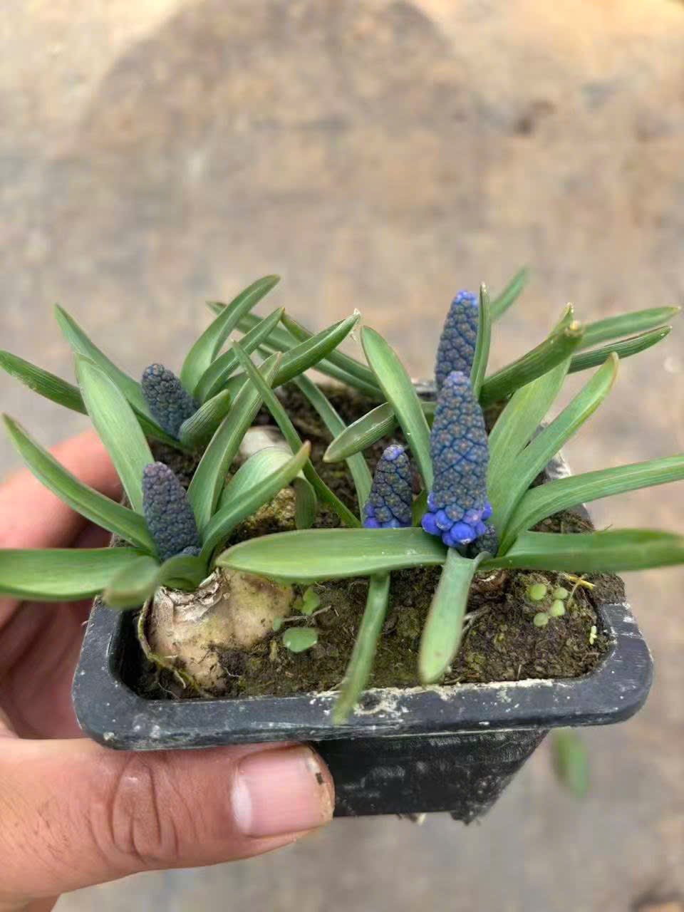 Loài hoa đang được chị em Hà Nội săn lùng dịp Tết: Giá chỉ bằng bát phở mà sang chảnh như trời Tây, đặt đâu cũng thấy lộc về- Ảnh 13.