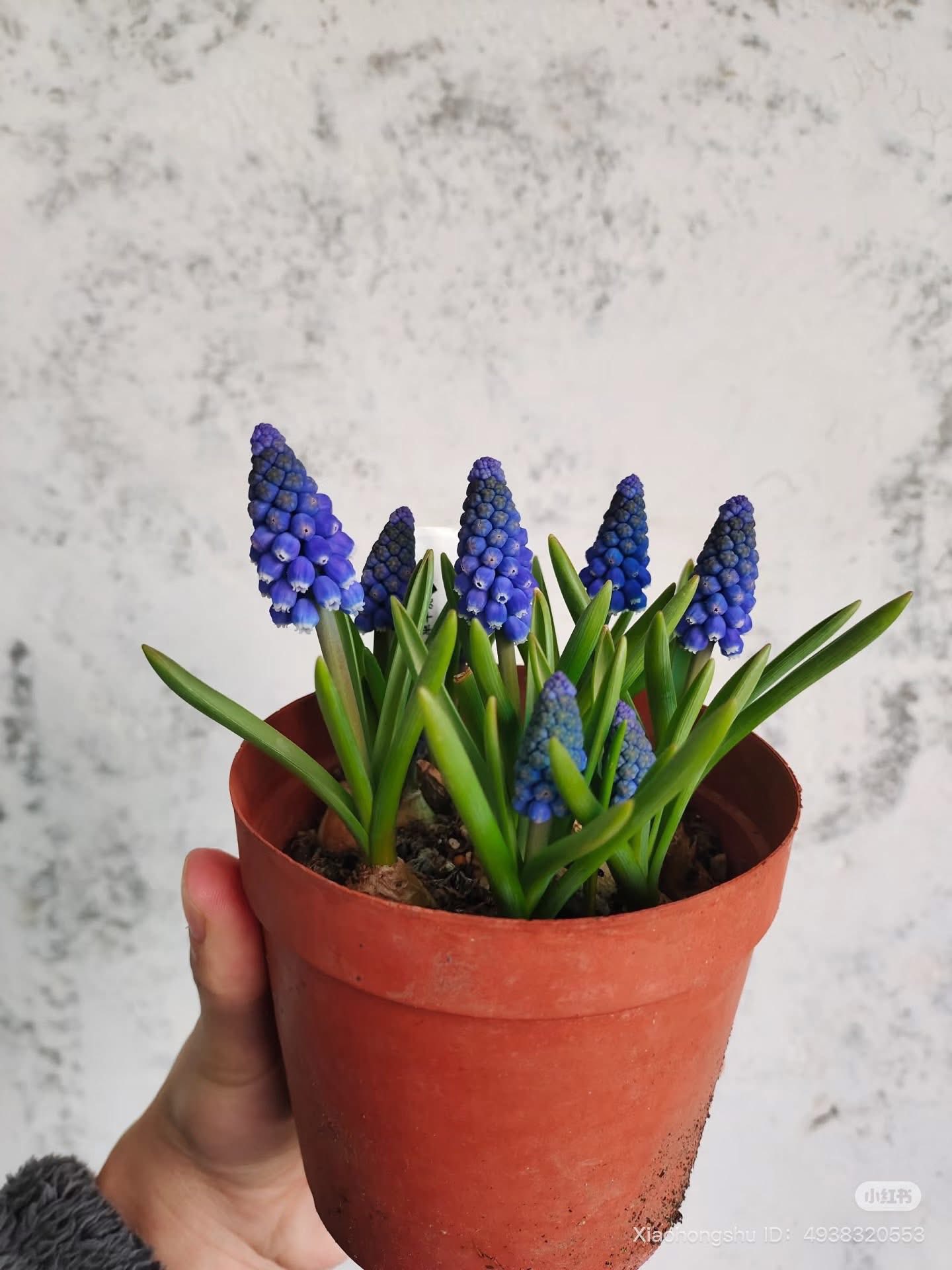 Loài hoa đang được chị em Hà Nội săn lùng dịp Tết: Giá chỉ bằng bát phở mà sang chảnh như trời Tây, đặt đâu cũng thấy lộc về- Ảnh 14.