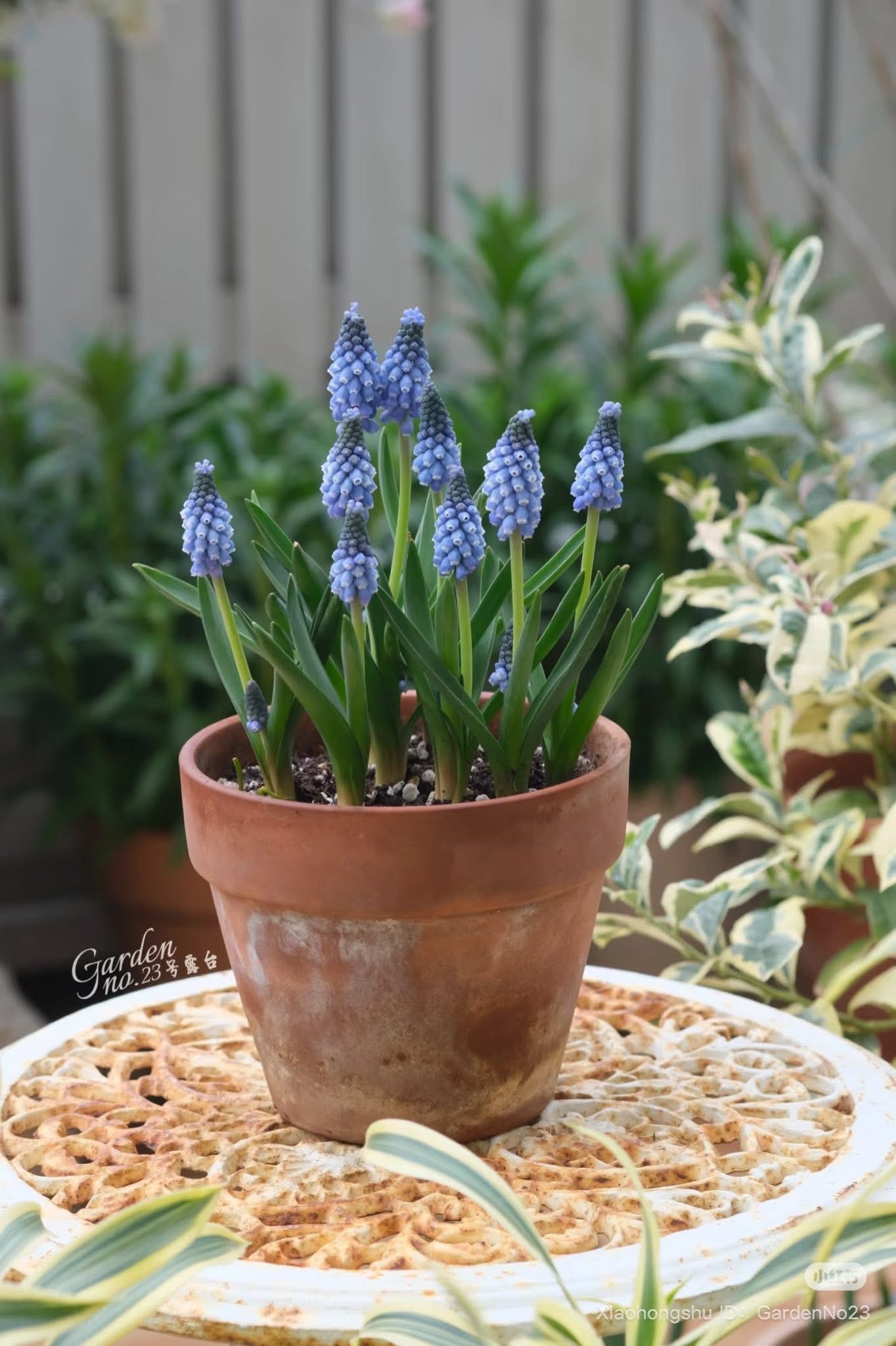 Loài hoa đang được chị em Hà Nội săn lùng dịp Tết: Giá chỉ bằng bát phở mà sang chảnh như trời Tây, đặt đâu cũng thấy lộc về- Ảnh 6.