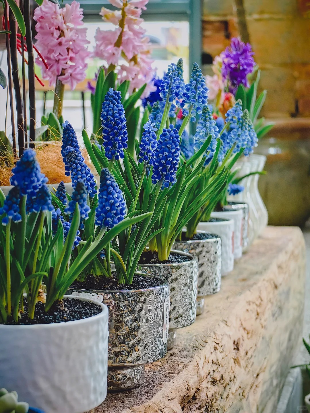 Loài hoa đang được chị em Hà Nội săn lùng dịp Tết: Giá chỉ bằng bát phở mà sang chảnh như trời Tây, đặt đâu cũng thấy lộc về- Ảnh 15.