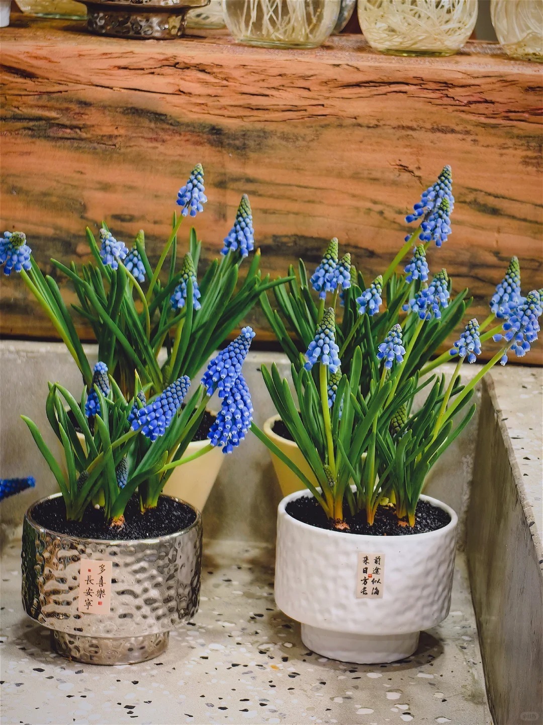 Loài hoa đang được chị em Hà Nội săn lùng dịp Tết: Giá chỉ bằng bát phở mà sang chảnh như trời Tây, đặt đâu cũng thấy lộc về- Ảnh 16.