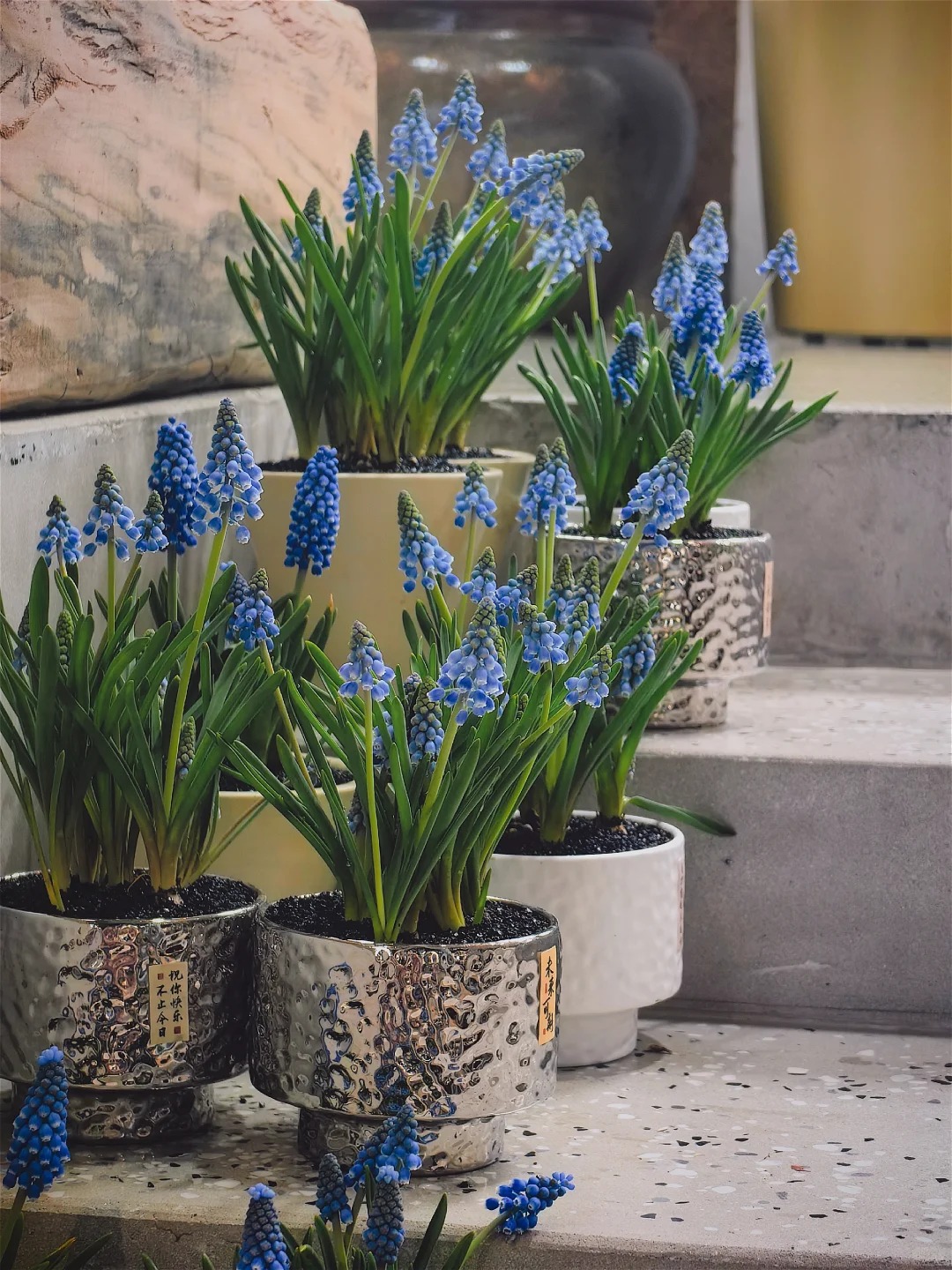 Loài hoa đang được chị em Hà Nội săn lùng dịp Tết: Giá chỉ bằng bát phở mà sang chảnh như trời Tây, đặt đâu cũng thấy lộc về- Ảnh 18.