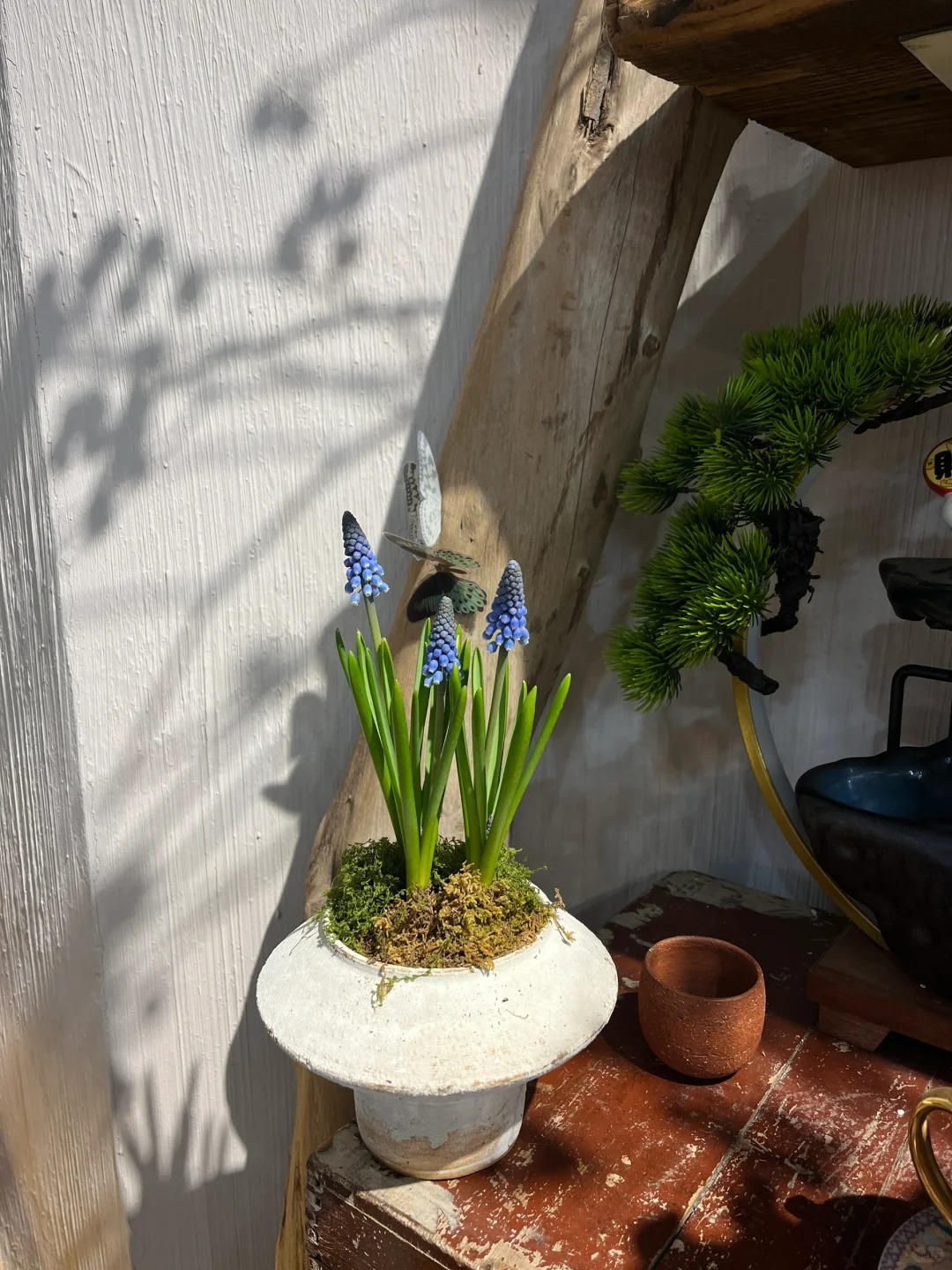 Loài hoa đang được chị em Hà Nội săn lùng dịp Tết: Giá chỉ bằng bát phở mà sang chảnh như trời Tây, đặt đâu cũng thấy lộc về- Ảnh 21.