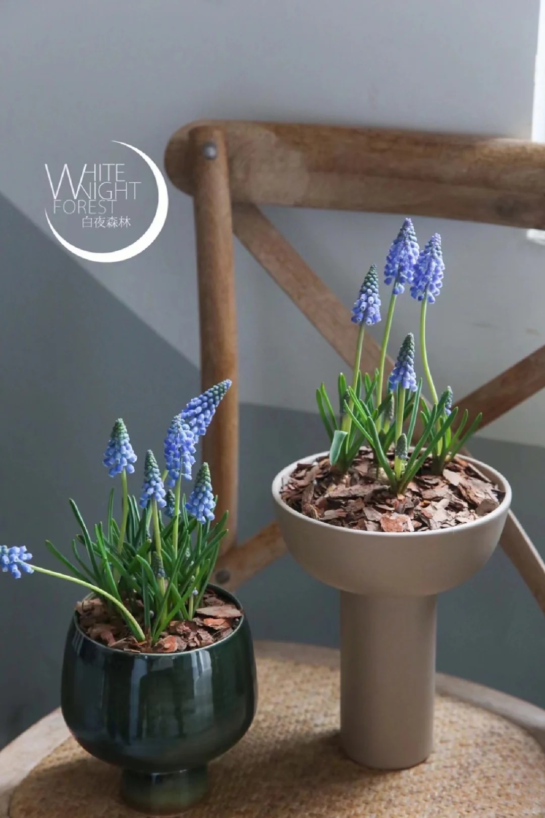 Loài hoa đang được chị em Hà Nội săn lùng dịp Tết: Giá chỉ bằng bát phở mà sang chảnh như trời Tây, đặt đâu cũng thấy lộc về- Ảnh 22.