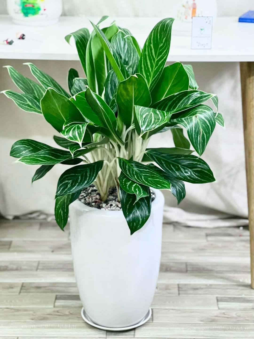 3 loại cây “hút” tài lộc, nên đặt trong nhà năm Bính Ngọ- Ảnh 1.