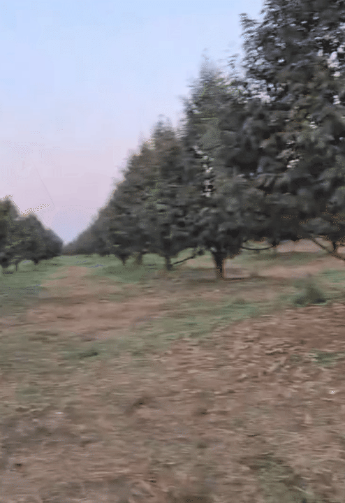 Ngã ngửa trước hình ảnh sau đám cưới của chú rể Campuchia lấy vợ Tây Ninh: "Tổng tài" nghìn tỷ sao lại thế này?- Ảnh 6.