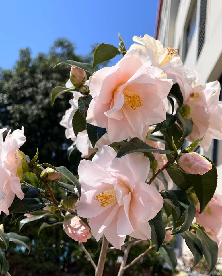 Loài hoa đẹp dịu như thiếu nữ giữa sắc xuân, chưng Tết một chậu là thấy nhà sáng bừng, sang kinh khủng- Ảnh 1.