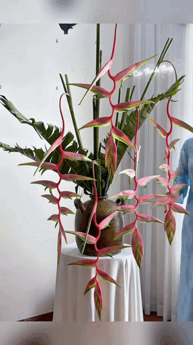 Chấn động loài hoa Tết đẹp từ nụ đến búp, chơi bền cả tháng, nhiều người đang đổ xô săn tìm- Ảnh 2.