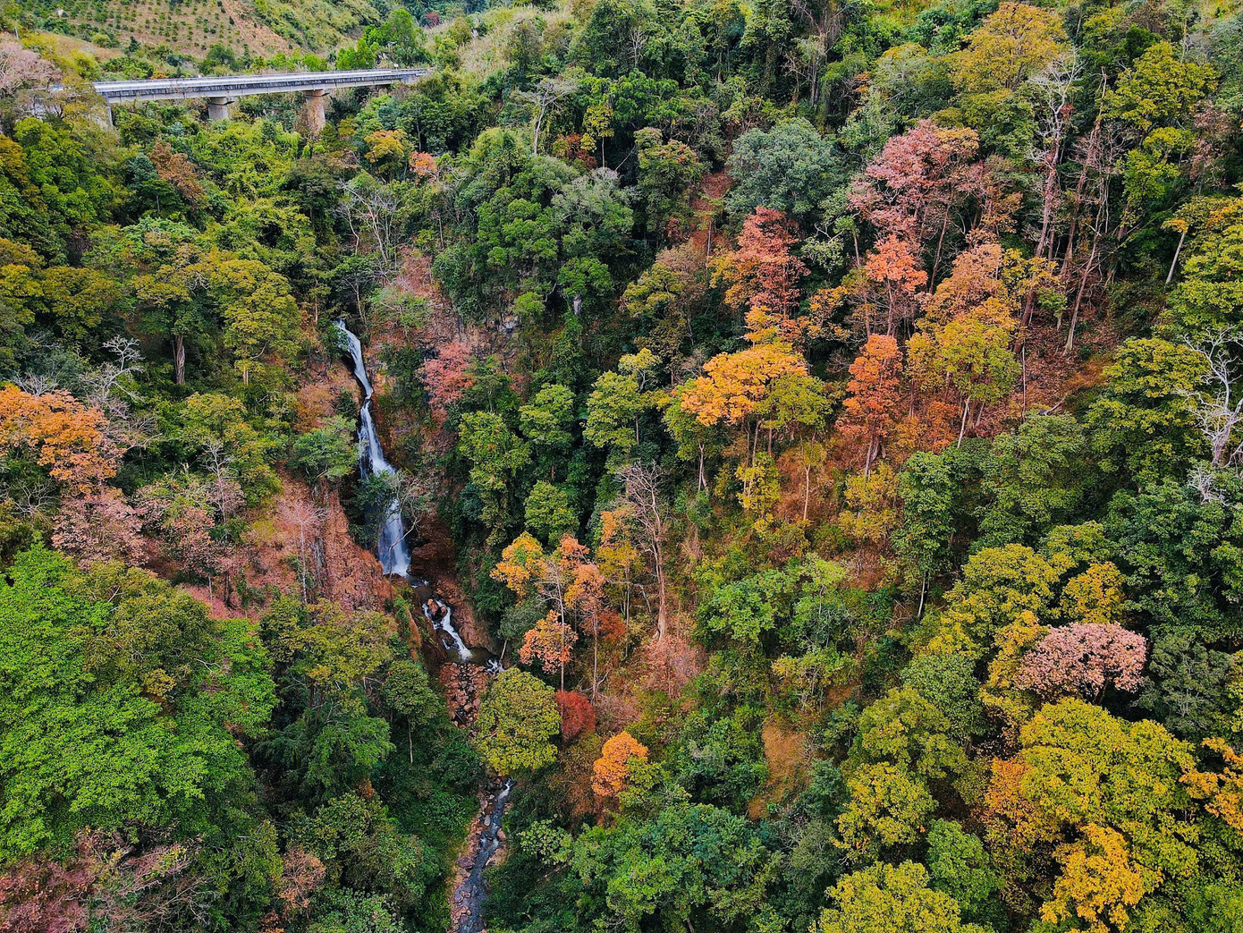 'Tuyệt đối điện ảnh' bằng lăng Măng Đen mùa thay lá- Ảnh 7.