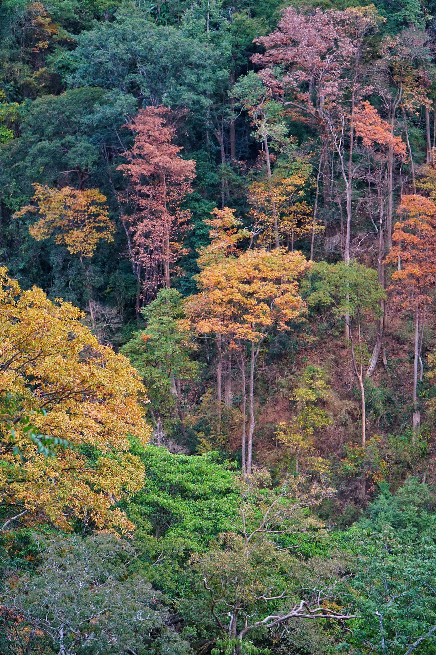 'Tuyệt đối điện ảnh' bằng lăng Măng Đen mùa thay lá- Ảnh 11.