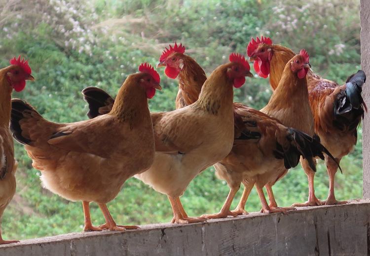 Chọn gà ăn Tết mà chưa thử 7 giống này thì phí cả đời: Thịt thơm, da giòn, cúng xong ai ăn cũng tấm tắc- Ảnh 3.