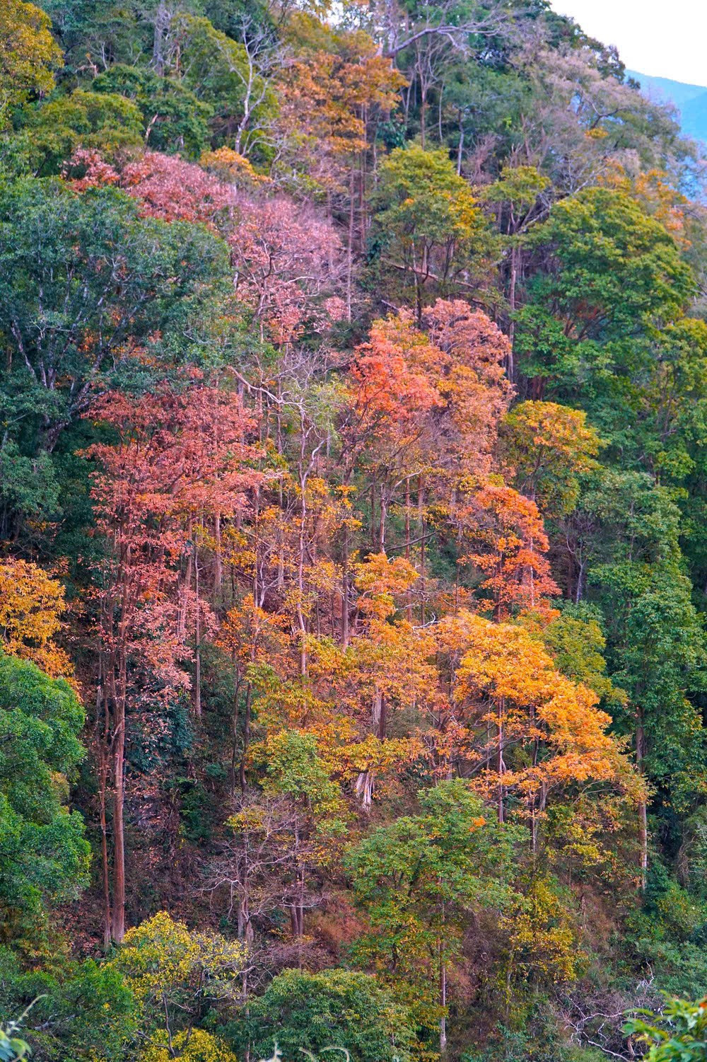 'Tuyệt đối điện ảnh' bằng lăng Măng Đen mùa thay lá- Ảnh 10.