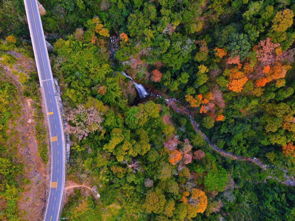 'Tuyệt đối điện ảnh' bằng lăng Măng Đen mùa thay lá- Ảnh 6.