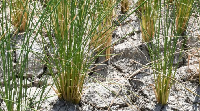 Một giống gạo Việt được quốc gia nhập khẩu lớn nhất thế giới chọn làm chuẩn tham chiếu thuế- Ảnh 1.