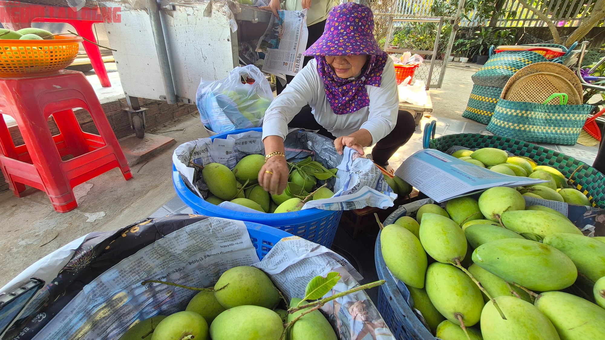 Giá xòai cát hòa Lộc Tết 2026 cao kỷ lục , người tiêu dùng sợ giá - Ảnh 3.
