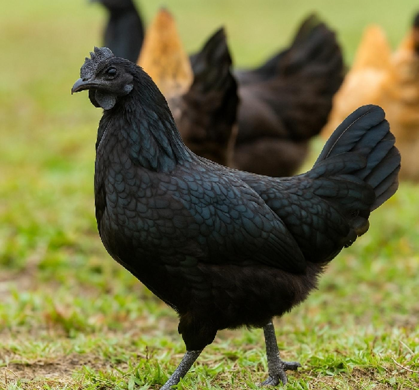 Chọn gà ăn Tết mà chưa thử 7 giống này thì phí cả đời: Thịt thơm, da giòn, cúng xong ai ăn cũng tấm tắc- Ảnh 6.