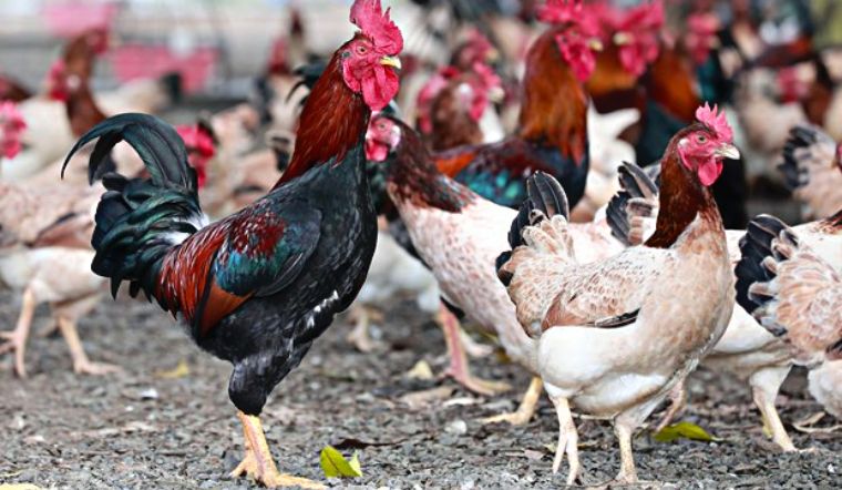 Chọn gà ăn Tết mà chưa thử 7 giống này thì phí cả đời: Thịt thơm, da giòn, cúng xong ai ăn cũng tấm tắc- Ảnh 4.