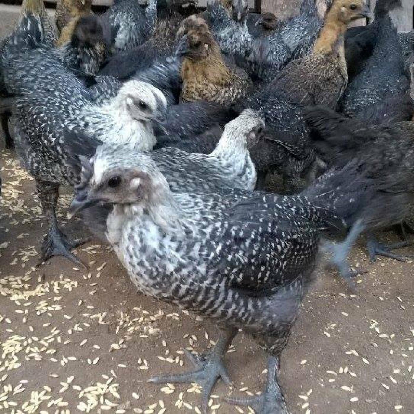 Chọn gà ăn Tết mà chưa thử 7 giống này thì phí cả đời: Thịt thơm, da giòn, cúng xong ai ăn cũng tấm tắc- Ảnh 5.